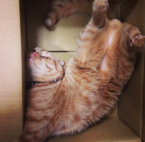 My cousin just brought home her cat from her exes house I asked what the fuck he was doing and she says he does this when hes nervous He plays dead in a box