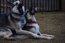 My cousin snagged an amazing photo of our dogs playing