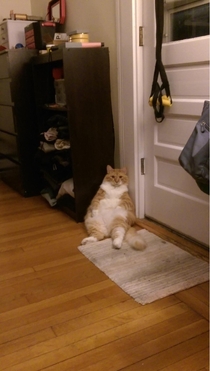 My cousins cat sits and waits for her to come home