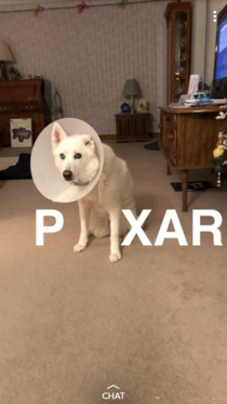 My cousins dog had a cone for a whilehe sent me this
