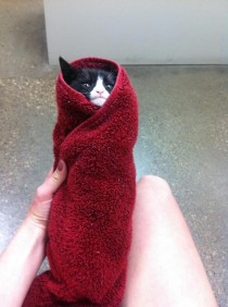 My coworkers cat was misbehaving at the vet so this was his solution Cat wasnt into it