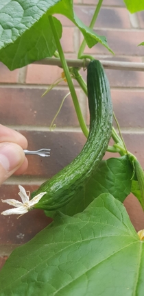 My cucumbers are getting big Fork for scale