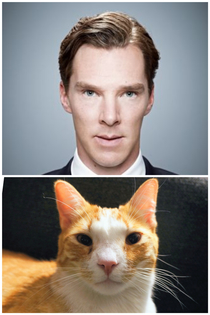 My Cumbercat