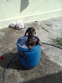 My dachshund in his private ofuro
