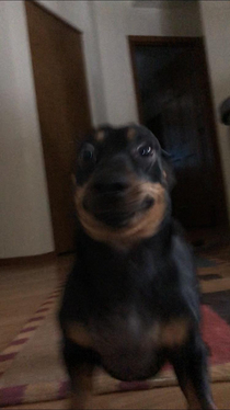 My Dachshunds face after I jump out and scare him