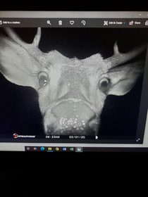 My dad got this picture on his trail camera