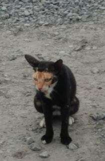 My dad sent me a picture from his jobsite of this cat whose markings make it look like its being devoured by another goofier cat and is just so bored with the whole situation