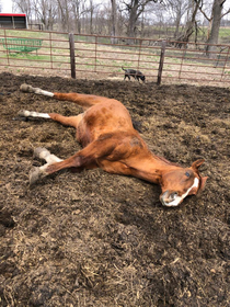 My dad sent me this today This is his horse Dan Nothing wrong with him he just wanted to lay down