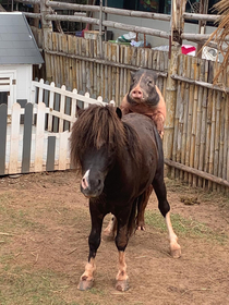 My dad went to an exotic zoo today