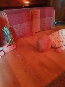 My daughter is obsessed with this god foresaken dancing pinapple on youtube so I bought her a real one She wasnt a fan