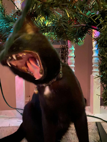 My daughter tried to get a nice Christmas pic of her cat but got this instead