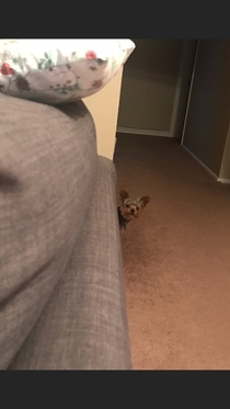 My dog always peeks his head around corners when he is waiting for you to throw a ball