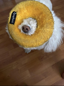 My dog and his doughnut