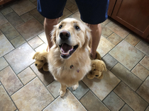 My dog and my dads slippers