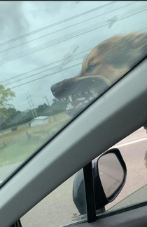 My dog Apollo He insists on hanging out the window even at mph