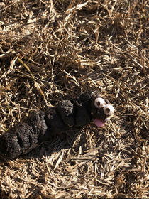 My dog ate a squeaky toy and pooped this out Excited to spend Christmas with Mr Hankey this year