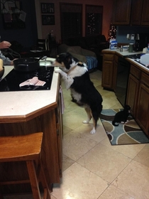 My dog begging for food VS my blind cat begging for food