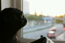 My dog Bert contemplating the meaning of life