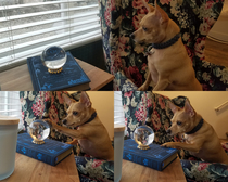My dog can see up to the sidewalk in the reflection of my crystal ball so he watches for people and cars but he looks like hes seeing the future