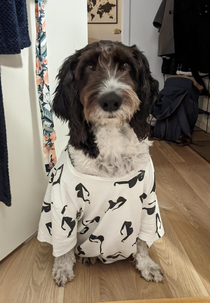My dog Cassie whishes you all sweet dreams in his new hand-me-down nightgown
