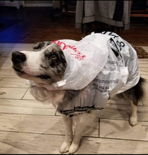 My dog chases Coyotes but wont go pee in the rain unless I cover her with plastic bags