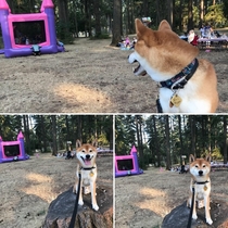 My dog comes to the realization that he has absolutely NOT been invited to the bouncy castle