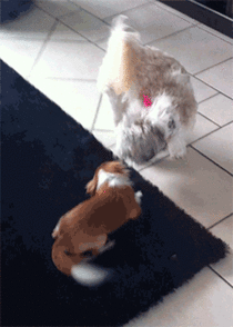 My dog does this combat maneuver every time he fights