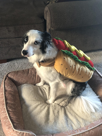 My dog doesnt like her hot dog costume
