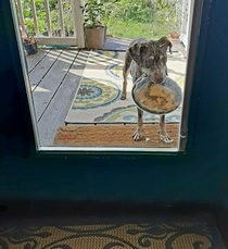 My dog escaped Showed up at the front door with unopened nachos