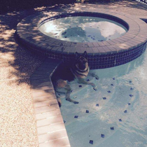 My dog escaped the yard today and my neighbor sent me this picture
