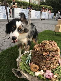 My dog excited to see this mountain of food