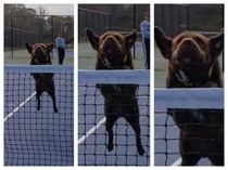My dog Falafel at the tennis court today