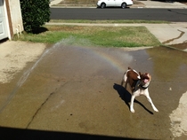 My dog farts rainbows