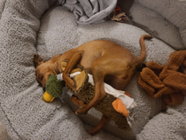 My dog fell asleep humping her duck