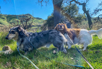 My dog Fergus during our hike had a flashback