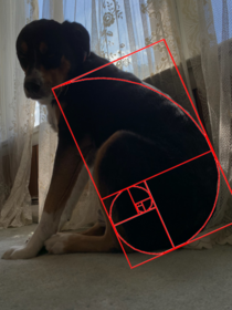 My dog fits the golden ratio