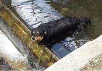 My dog found her favorite spot in the grove