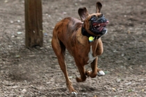 My dog gets pretty excited when we go to the park