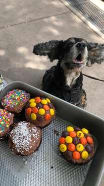 My dog getting very excited about the cupcakes he doesnt get to eat