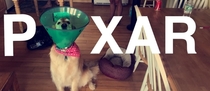 My dog got a cone My girlfriend got a vision