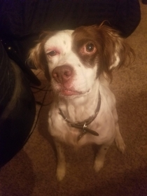 My dog got stung on her head Now she has Forest Whitaker eye