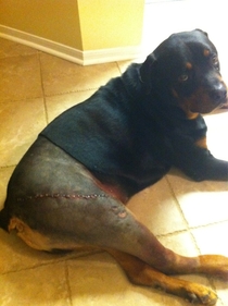My dog had to get surgery They took his pants