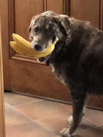 My dog has gone bananas