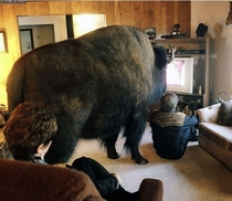 My dog has grown so big hes blocking the TV