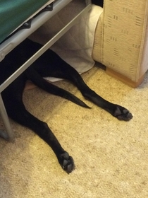 My dog in hiding