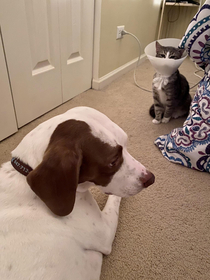 My dog is afraid of my  month old kitten