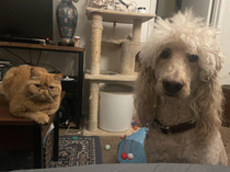 My dog is on a small diet and it looks like she hired my cat as a lawyer to fight it