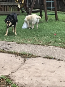 My dog is sniffing at the ground with a cone on