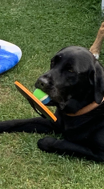 My dog is very devoted to his tennis ball