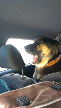 My dog isnt the most trusting passenger either